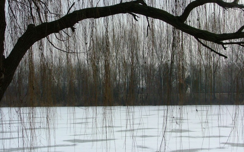 Duna tél fűzfa
